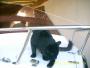 Photo de cormoran 88