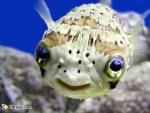 snipfish Photo