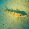 Photo de petit poisson