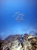 barracuda chasse sous-marine
