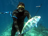 carangue chasse sous-marine