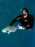 perroquet chasse sous-marine