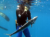 thazard chasse sous-marine