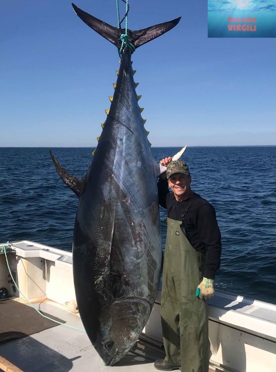 950lb bftuna 2019.jpg