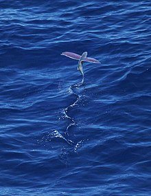 220px-Pink-wing_flying_fish.jpg.18a990e112795bdbb2c1b9dad545cd56.jpg