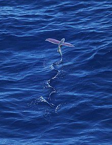 220px-Pink-wing_flying_fish.jpg.18a990e112795bdbb2c1b9dad545cd56.jpg