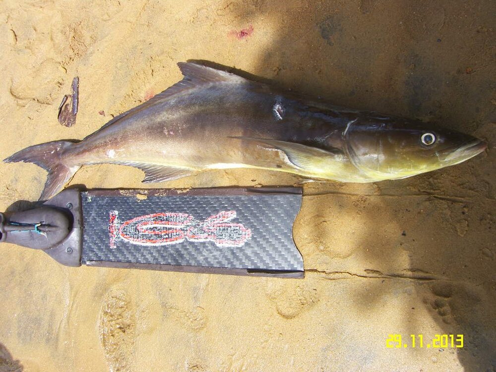 cobia.thumb.JPG.ec1cbbb0022ba1b7ff5057dab5c5f413.JPG