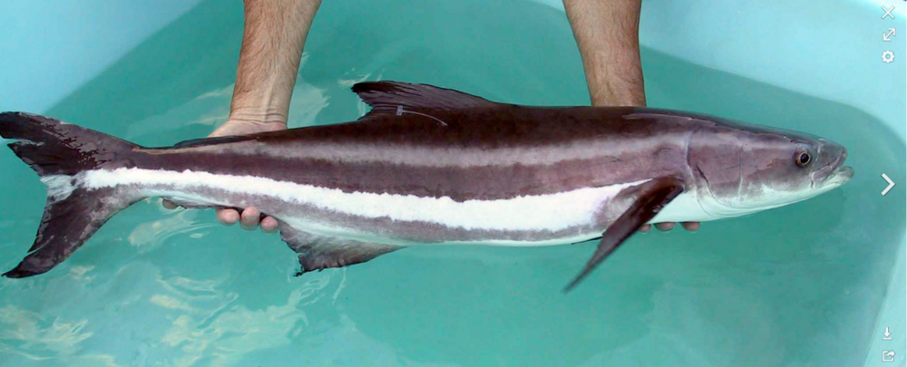 cobia.thumb.PNG.b5ebba799bcff2fe04aad64d337cd47d.PNG