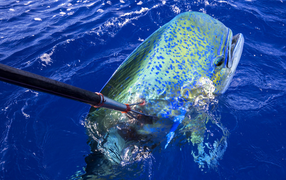 mahi-mahi.PNG.49134190882a11e9348e6e44392c36c5.PNG