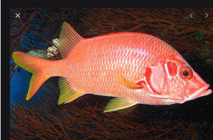 anthias.PNG.a7707951f1c113b391b5276f8b4cc550.PNG