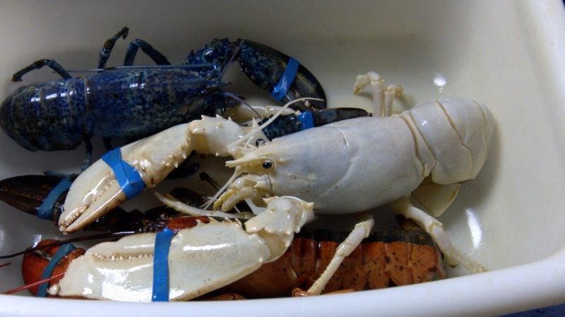 homard_blanc__17mai2017_-p2h4z.jpg.f8ab60a0071e355d37a48f74e9a40d42.jpg