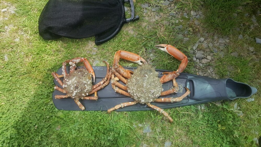 18cm-850gr.jpg