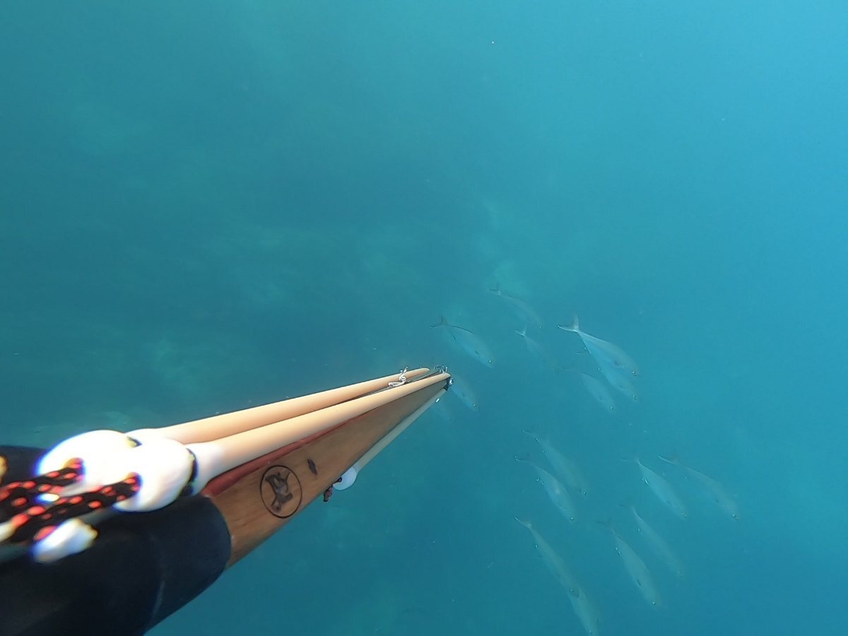 Flyingfish  École de chasse sous-marine et d'apnée en Méditerranée