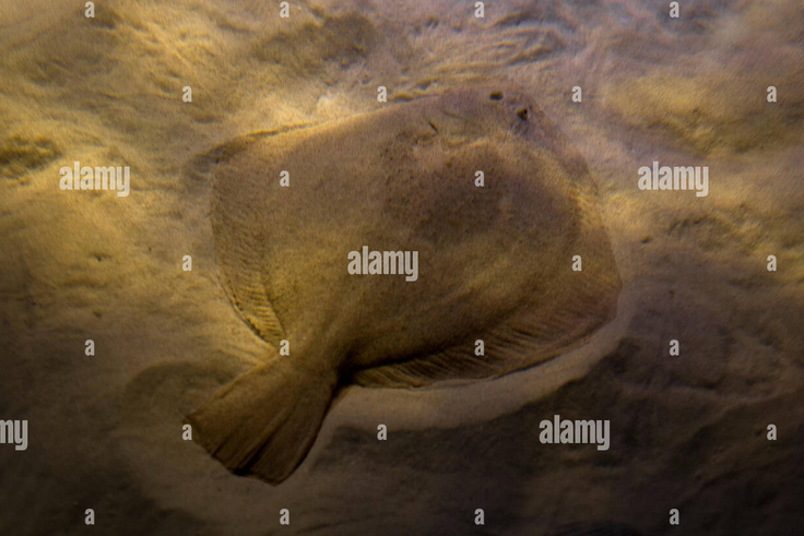 turbots.PNG.2f9670435e1893ea6d8aad163511d567.PNG