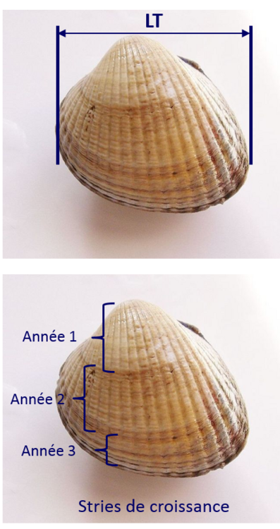 mesure-et-croissance-coque-fileminimizer-.png