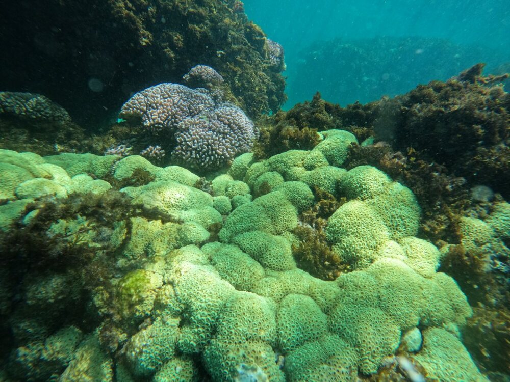 big ass coral.JPG