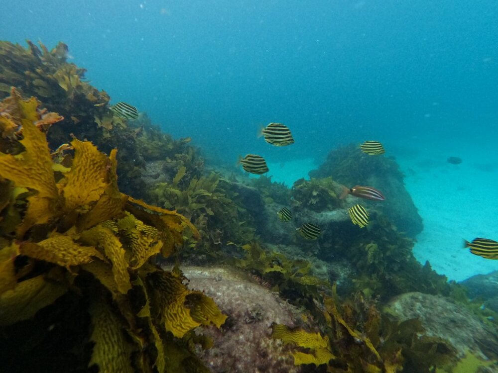 stripey and blacksaddle goatfish.JPG