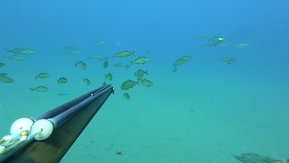 La saison de la chasse sous-marine en apnée est ouverte en Méditerranée