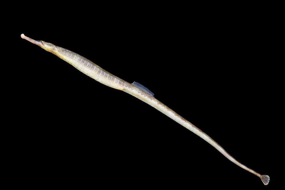 1200px-Syngnathus_acus.jpg