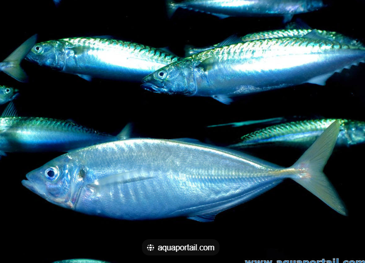 chinchard.PNG.a7fb6134959ec5e11f8c3a78b3a0ecb8.PNG
