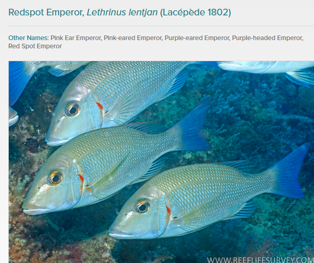 image.png.7c701e97dbfb565a64b39b3bbd4a79c6.png