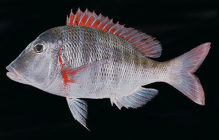 lethrinus.PNG.8569139ae80efc8c777c6ad1bbba4563.PNG