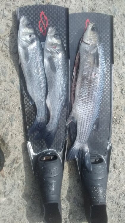 IMG-20250405-WA0001.jpeg