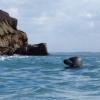 Chasse sous marine - La Bretagne convient bien aux agathois du HARPON CLUB  AGATHOIS - Hérault Tribune