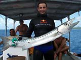 barracuda