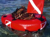 Bouée Sevylor Dive Net